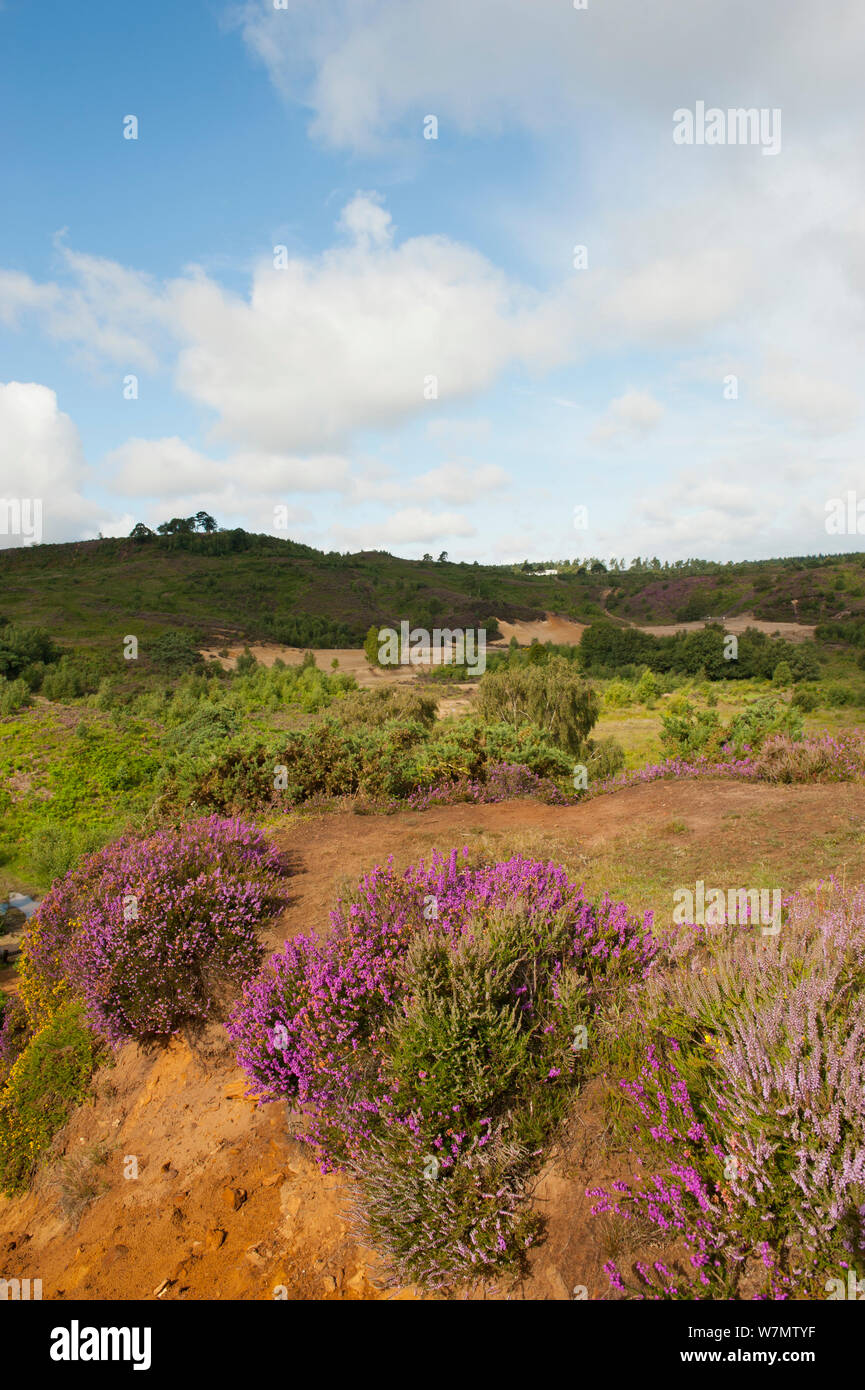 Bruyères floraison - Common heath / Ling (Calluna vulgaris) et la bruyère cendrée (Erica cinerea) dans les basses terres Heath, du Camp de César, flotte, Hampshire, England, UK, Août Banque D'Images