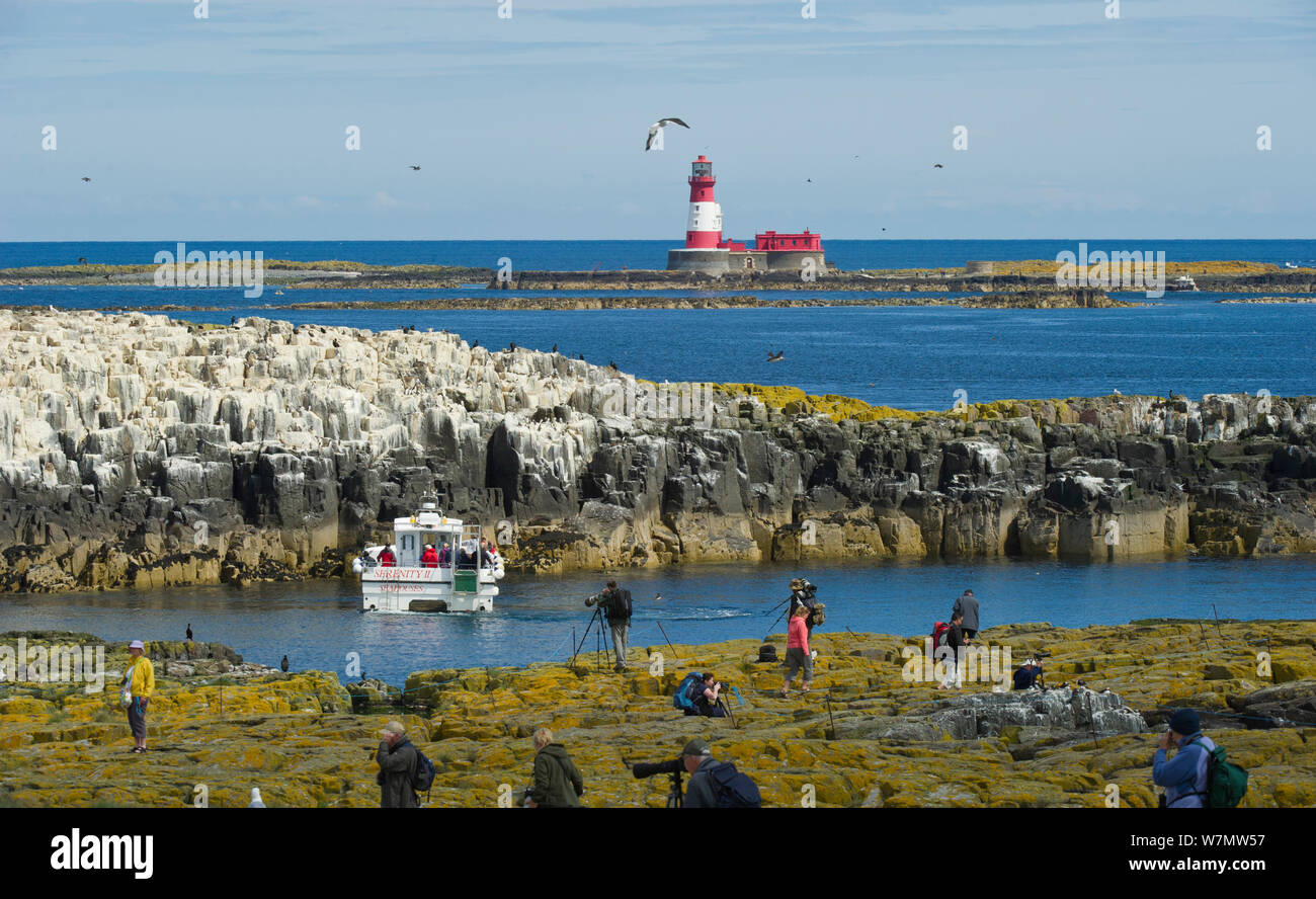 Les touristes et les photographes sur l'île avec l'île de Longstone discontinues et phare en arrière-plan, Iles Farne, Northumberland, juin 2011. Banque D'Images