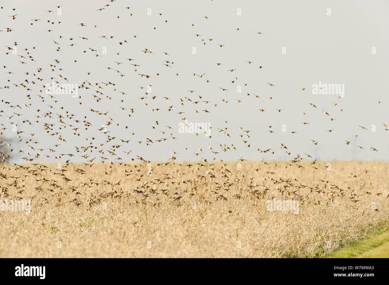 Troupeau de Ghost Recon (Carduelis cannabina) atterrissage sur culture de conservation des oiseaux des champs, Elmley Réserve Naturelle, Kent, Angleterre, Royaume-Uni, février. Banque D'Images
