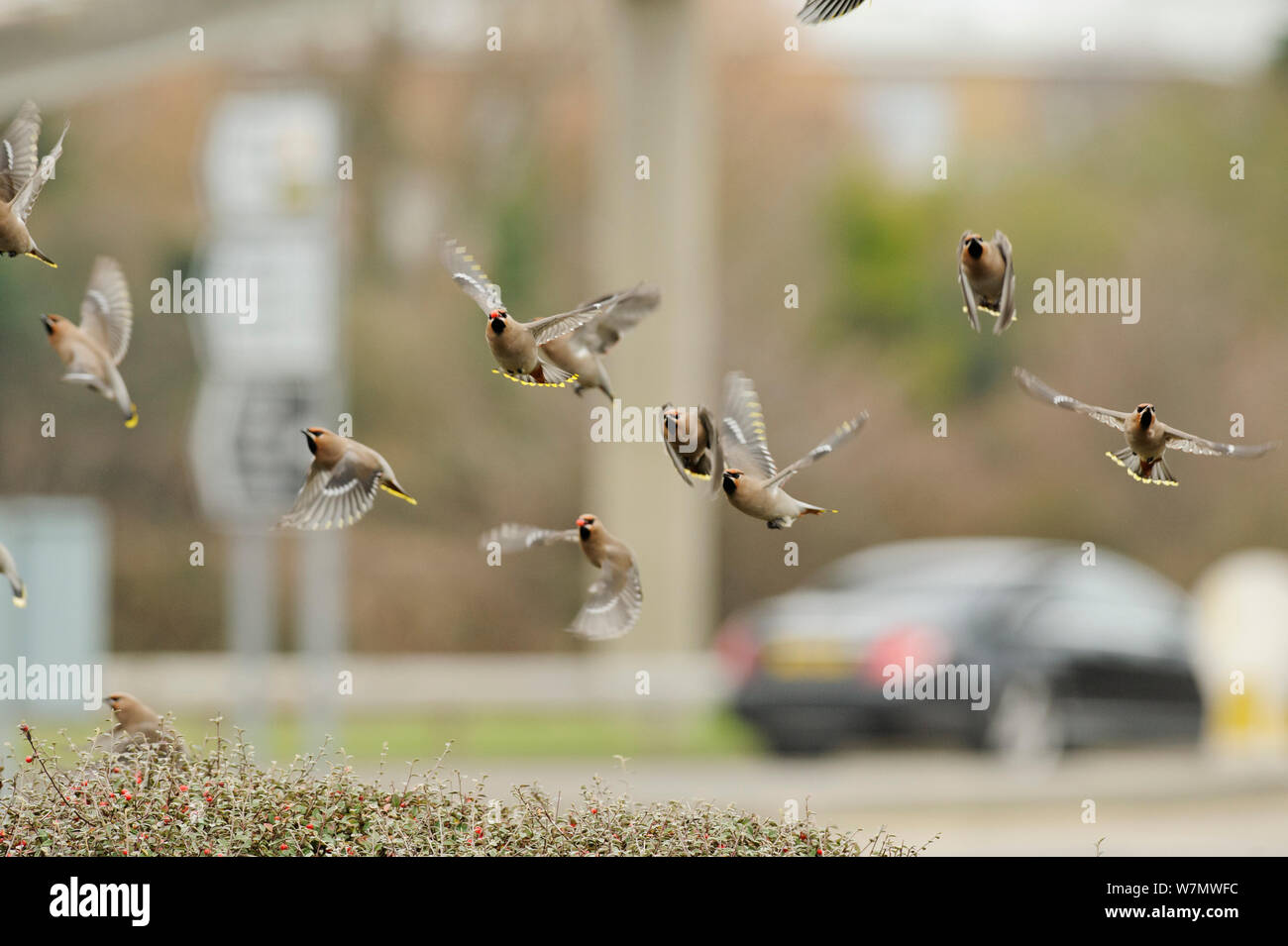 Troupeau de Jaseur d'Amérique (Bombycilla garrulus) décollant d'une haie avec Cotoneaster Cotoneaster integerrimus (baies) dans un parking de supermarché, Whitstable, Kent, England, UK, Janvier Banque D'Images