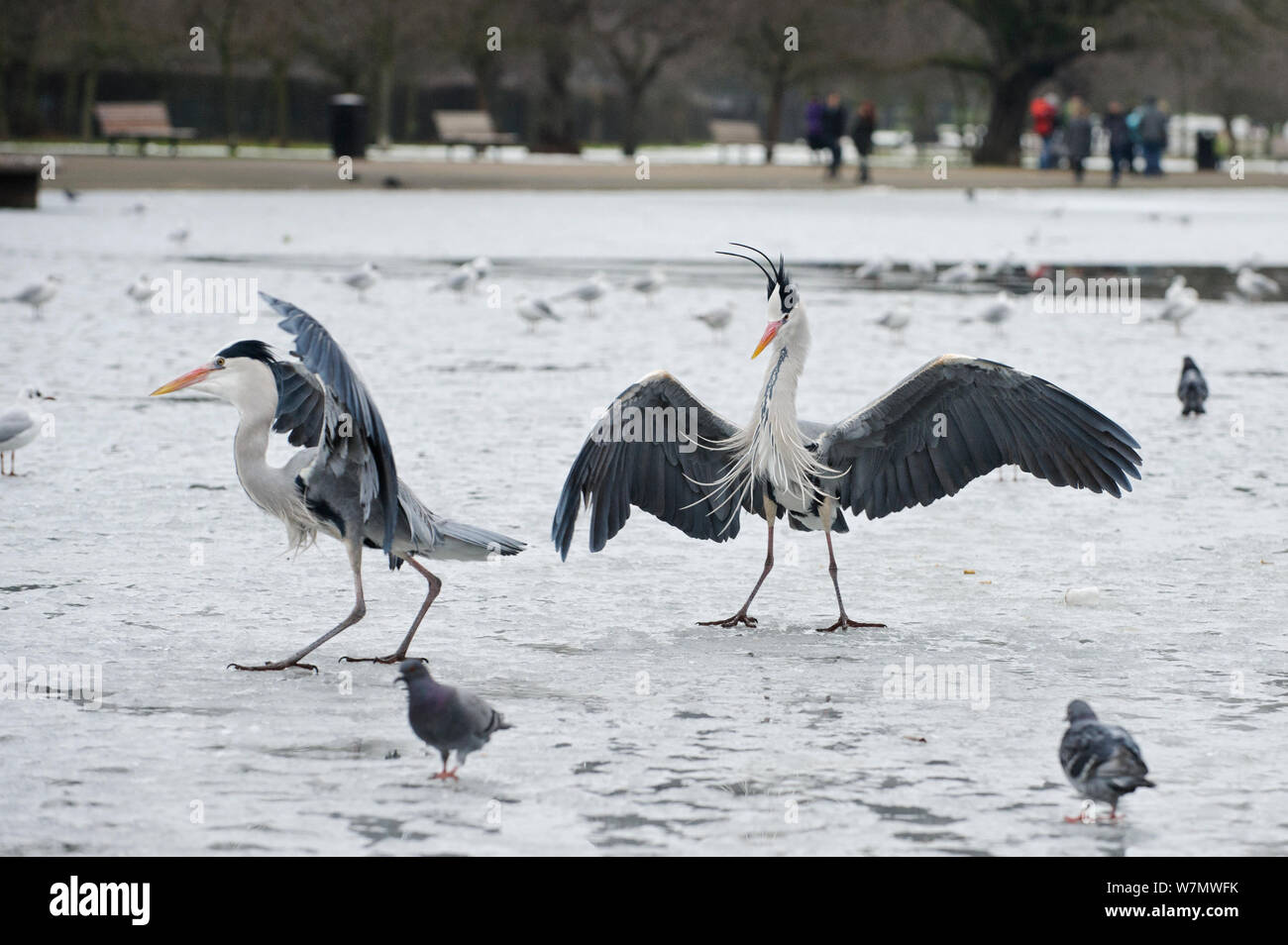 Des hérons cendrés (Ardea cinerea) debout sur un lac gelé, Regents Park, Londres, Angleterre, Royaume-Uni, février Banque D'Images