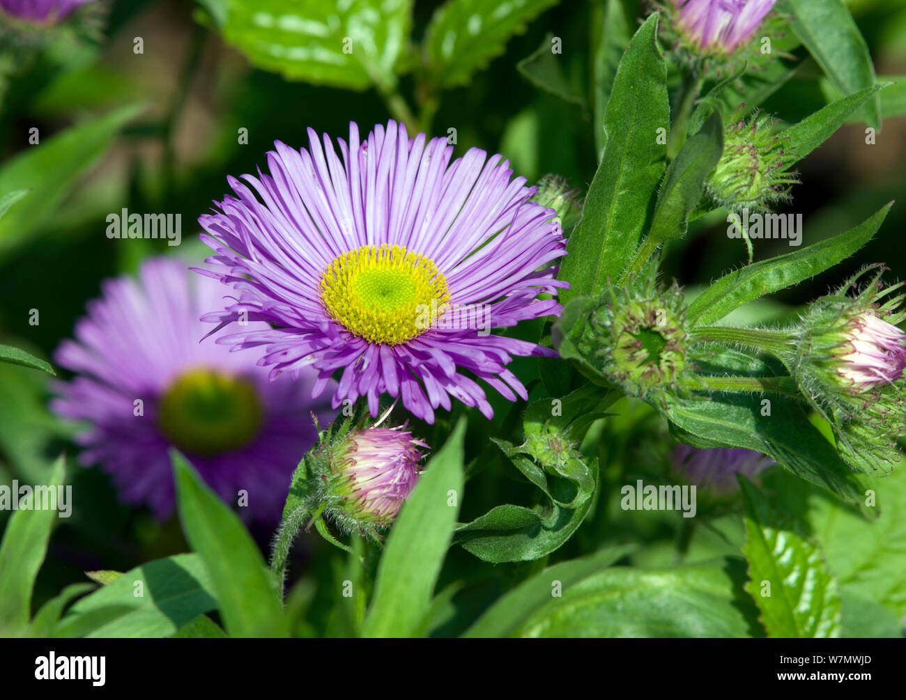 L'Erigeron "dignité" Banque D'Images