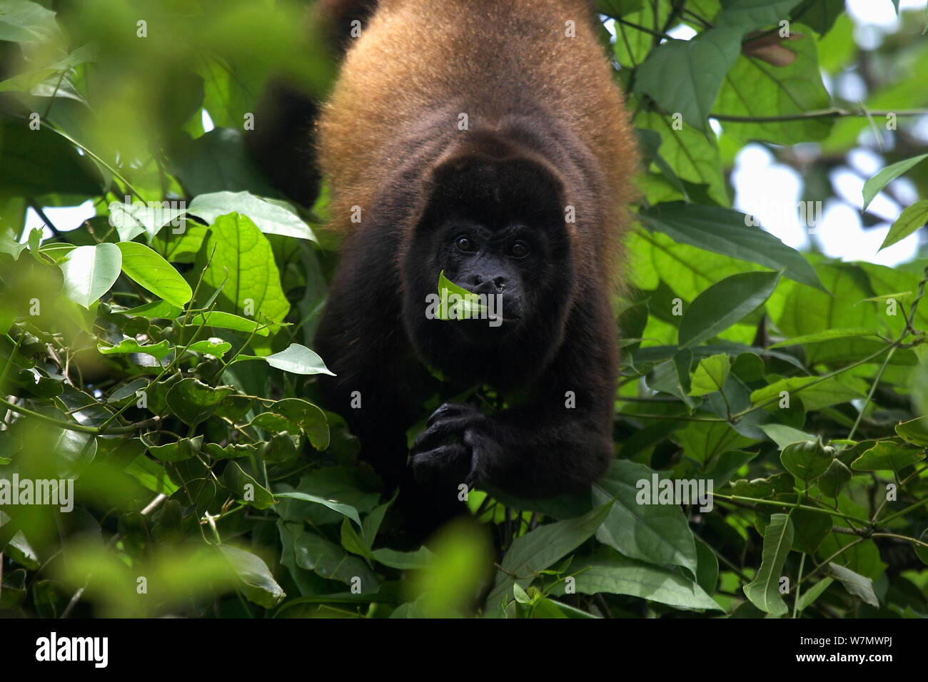 Manteau singe hurleur (Alouatta palliata aequatorialis) mâle avec doigt cassé manger les feuilles, Eco Venao, péninsule Azuero, Panama Banque D'Images