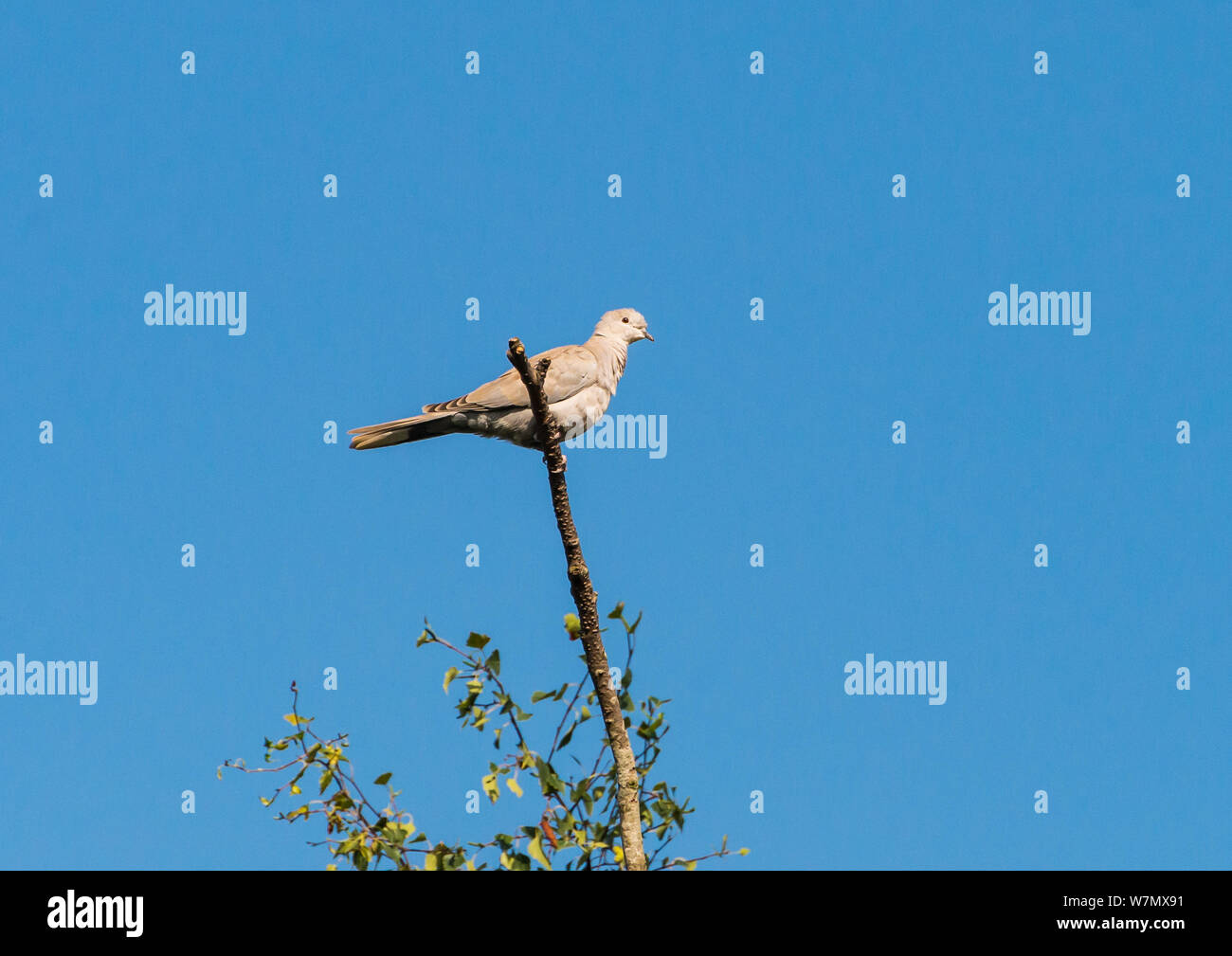 Un tir d'une tête perché sur une branche. Banque D'Images