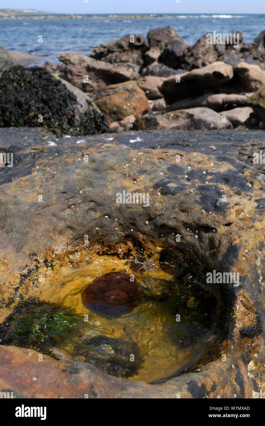 Beadlet Actinia equina (anémone) et commune de patelles (Patella vulgata) dans de petits rockpool, haut sur la berge à Crail, Écosse, Royaume-Uni, Juillet Banque D'Images