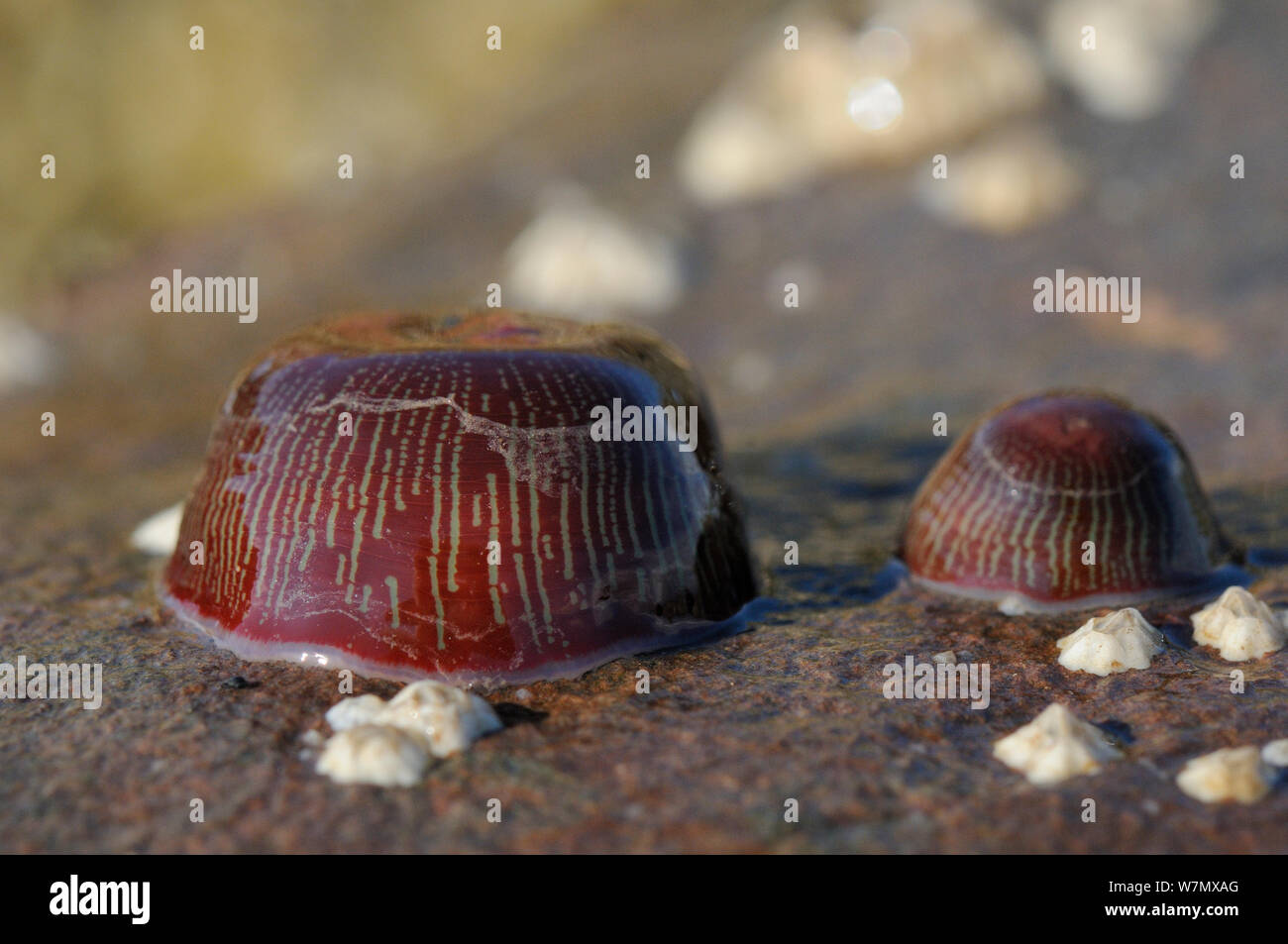 Deux Beadlet Actinia equina (anémones), vert-forme à rayures, attaché à un rocher, découverte à marée basse, St.Abeilles, Cumbria, UK, Juillet Banque D'Images