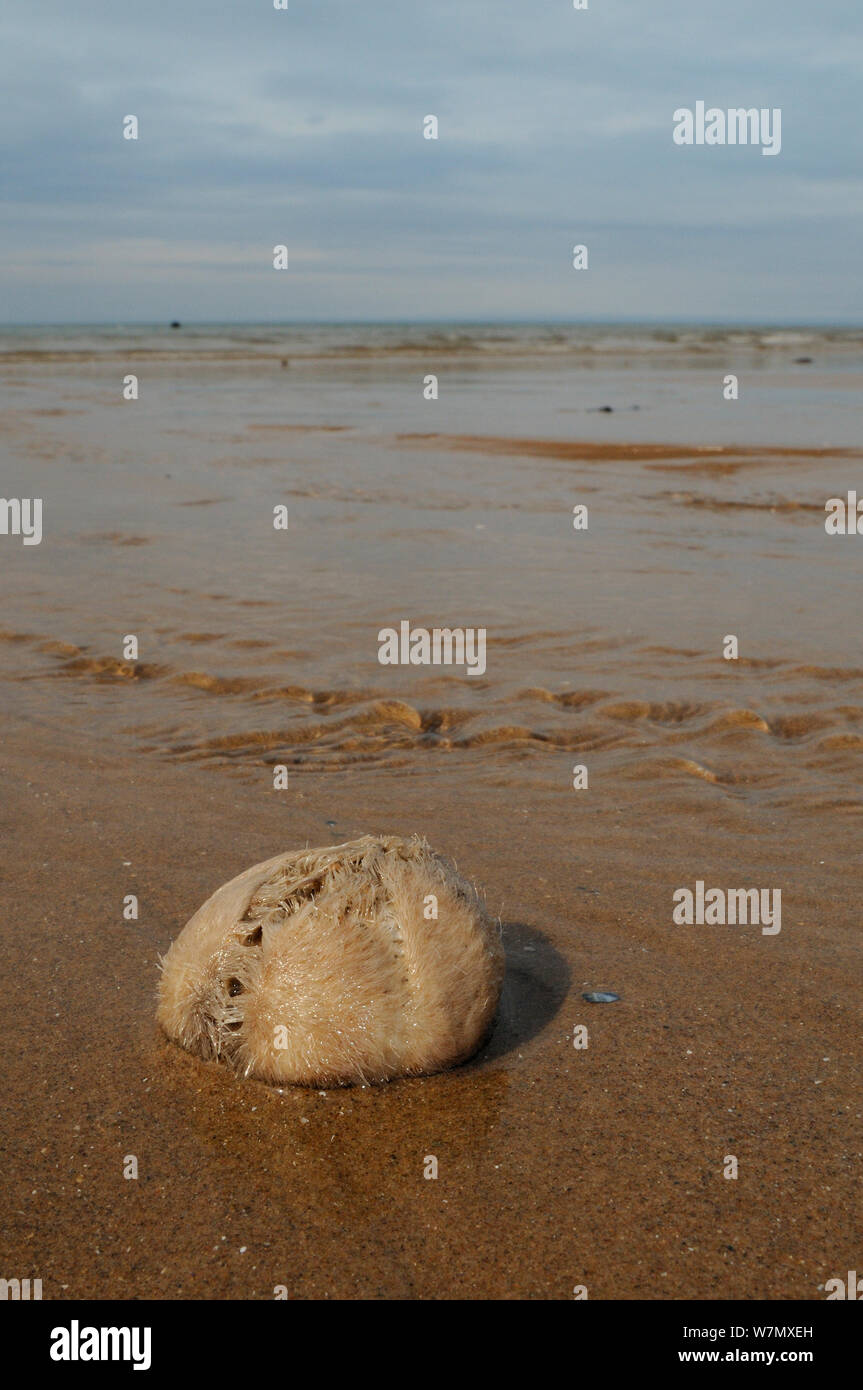 L'oursin commun coeur de pommes de terre / Mer (Echinocardium cordatum), un oursin fouisseur, échoué sur une plage de sable fin, St.Abeilles, Cumbria, Royaume-Uni, juillet. Banque D'Images