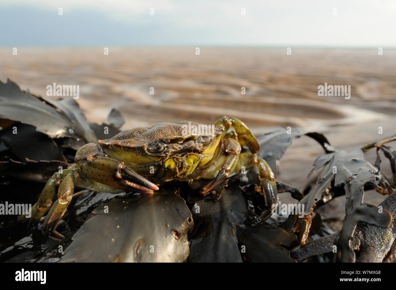 Crabe commun (Carcinus maenas) sur le massif de crémaillère (Fucus serratus) exposés sur le rivage à marée basse, abeilles, Cumbria, Royaume-Uni, juillet. Banque D'Images