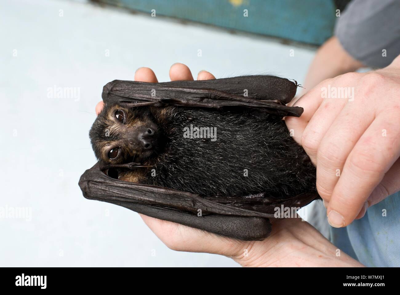 Renard volant à lunettes (Pteropus conspicillatus) bébé orphelin qui s'est tenue à la main par bénévole à Tolga Bat Hospital, Atherton, Nord du Queensland, en Australie. Janvier 2008. Banque D'Images