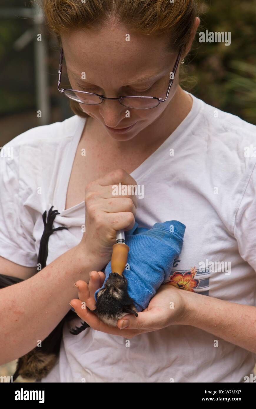 Renard Volant A Lunettes Pteropus Conspicillatus Bebe Emmaillote Dans Du Tissu Pret A Dormir D Etre Nourris A La Main A Partir De La Seringue Par Ashleigh Johnson Benevole De La Faune A