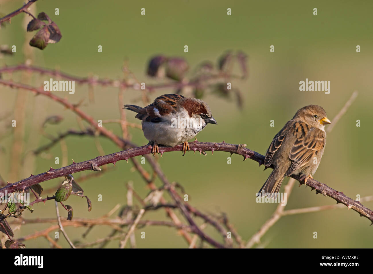 Moineau domestique (Passer domesticus) hommes et femmes perchées dans auburn, Royaume-Uni, février. Banque D'Images