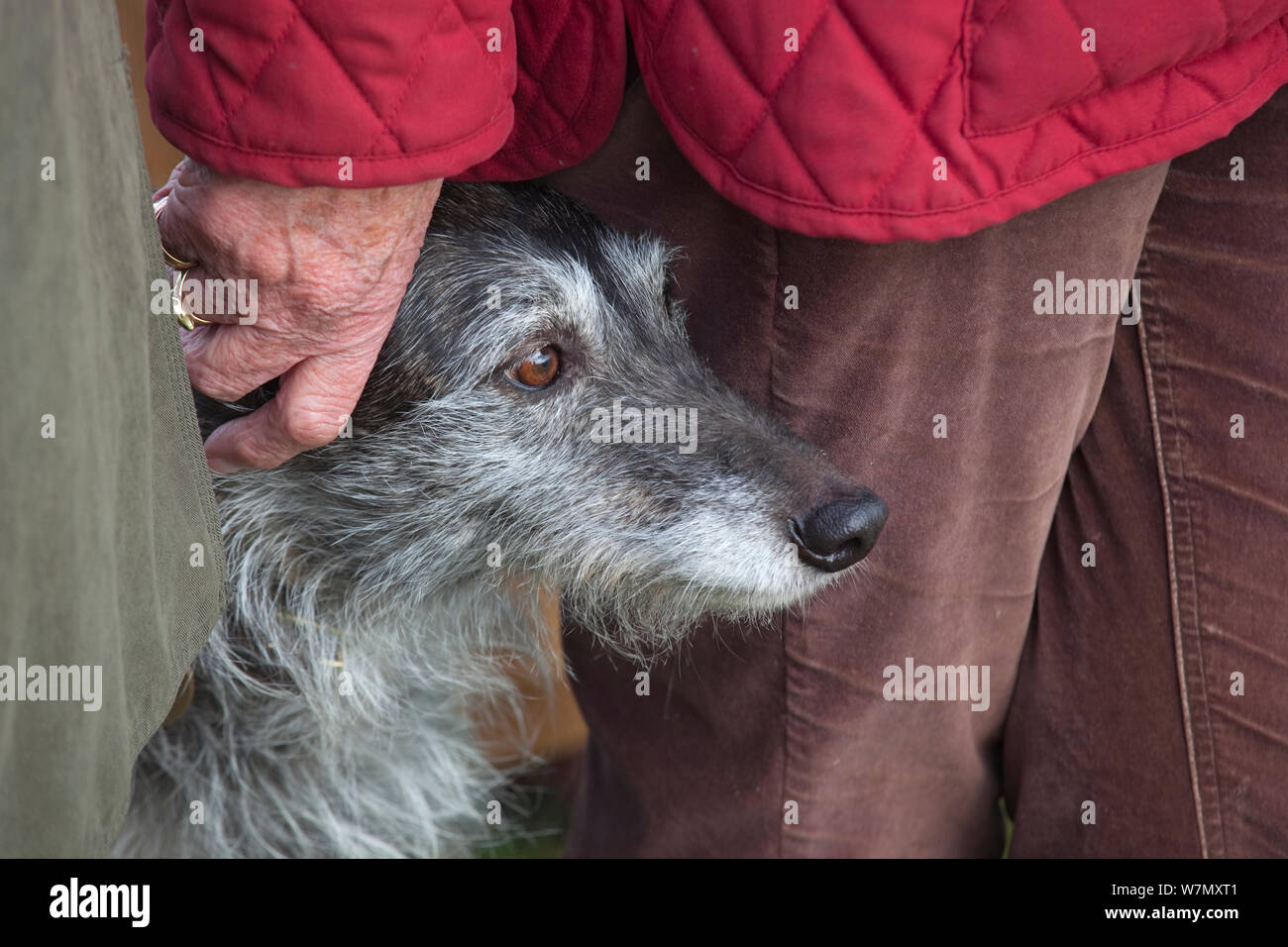 Portrait de Lurcher chien près de propriétaire, Royaume-Uni, février. Banque D'Images