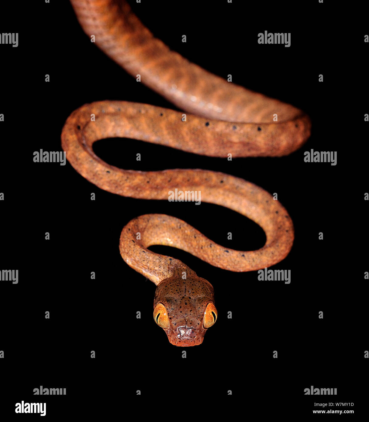 Œil de chat à tête noire (serpent Boiga nigriceps) captive, de l'Asie du Sud Banque D'Images