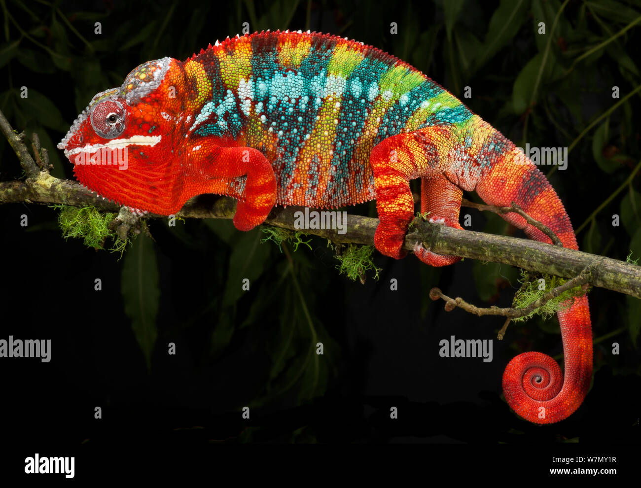 Caméléon panthère (Furcifer pardalis) rayée rouge, bleu, jaune et vert, sur la branche, captive, de Madagascar Banque D'Images