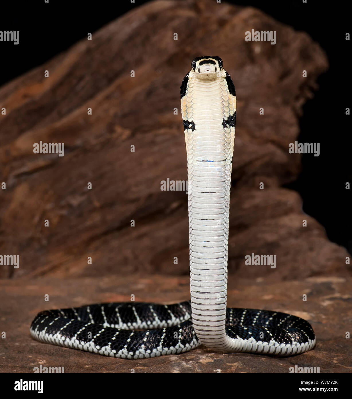 Cobra royal (Ophiophagus hannah) avec capot soulevé, captive, de l'Asie, espèces vulnérables Banque D'Images
