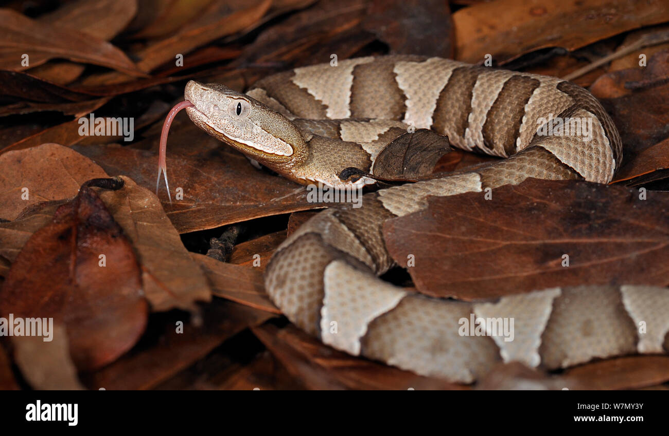 Le sud de copperhead snake (Agkistrodon contortrix contortrix) captive, du sud de l'USA Banque D'Images