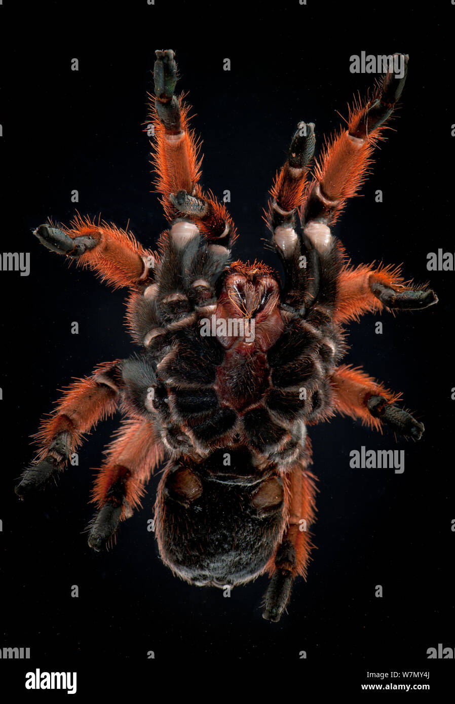 Rose mexicain tarantula (Brachyplema klaasi), vue ventrale du Mexique en captivité Banque D'Images