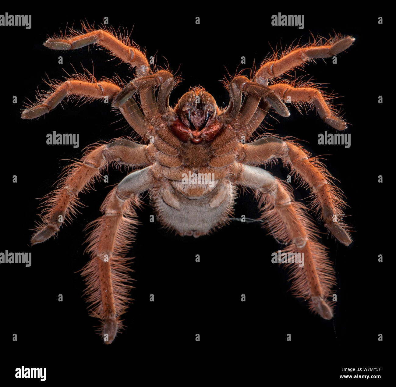 Le géant colombien Tarantula Redleg Megaphobema robustum), (vue ventrale, captive de l'Amérique du Sud Banque D'Images