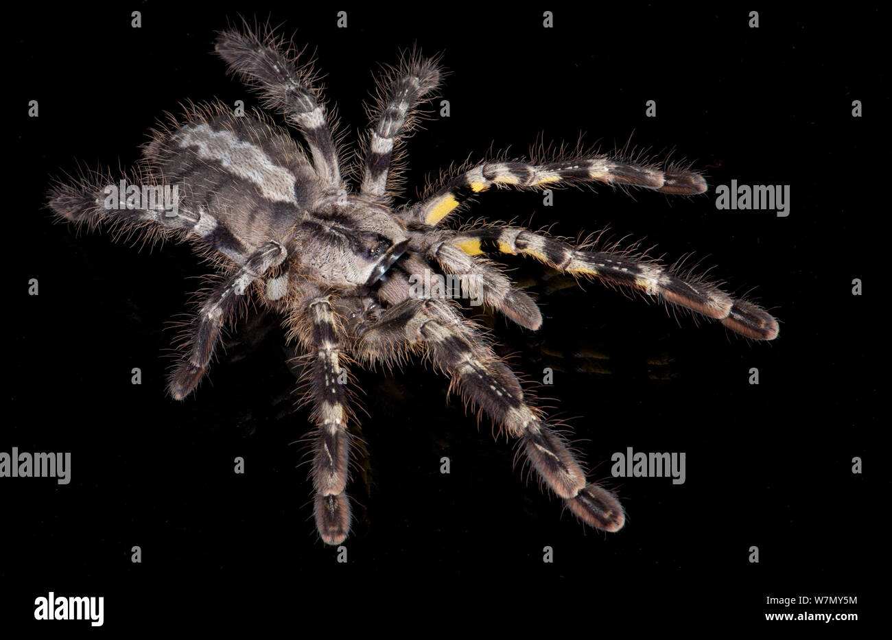 Tarantula, ornementales indiennes (Poecilotheria regalis), captif de l'Inde Banque D'Images