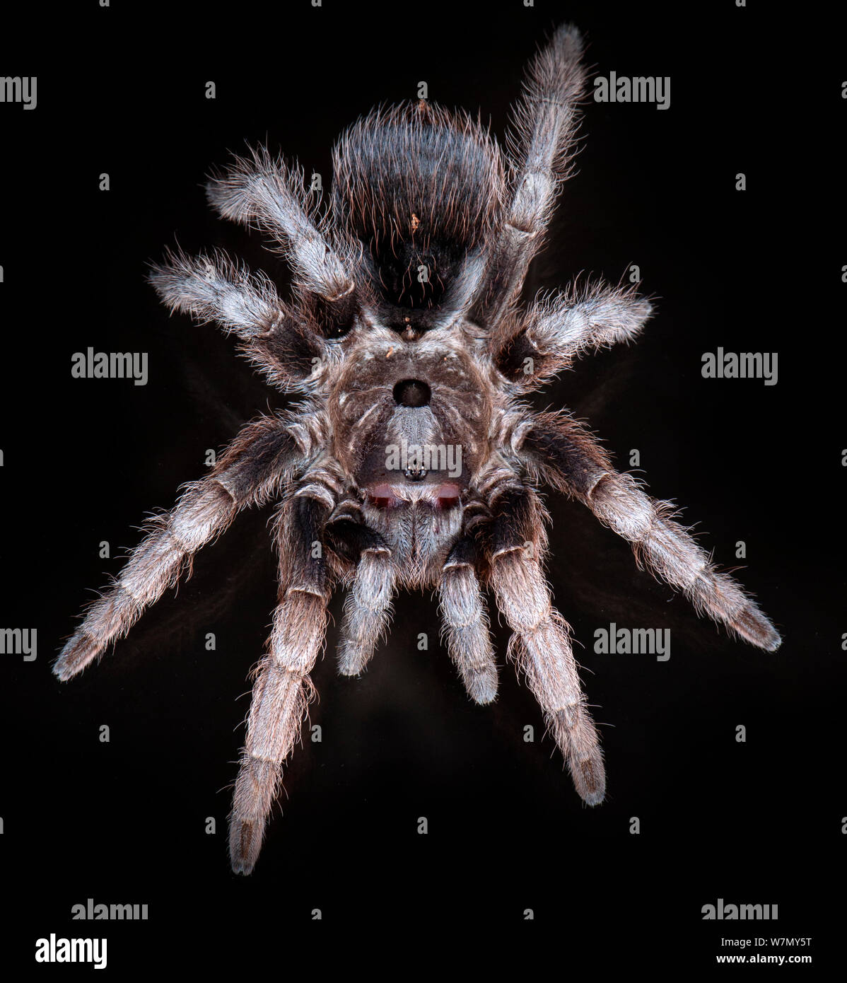 Tarantula Cornu du Costa Rica (Sphaerobothria hoffmanni) de l'Amérique du Sud Banque D'Images