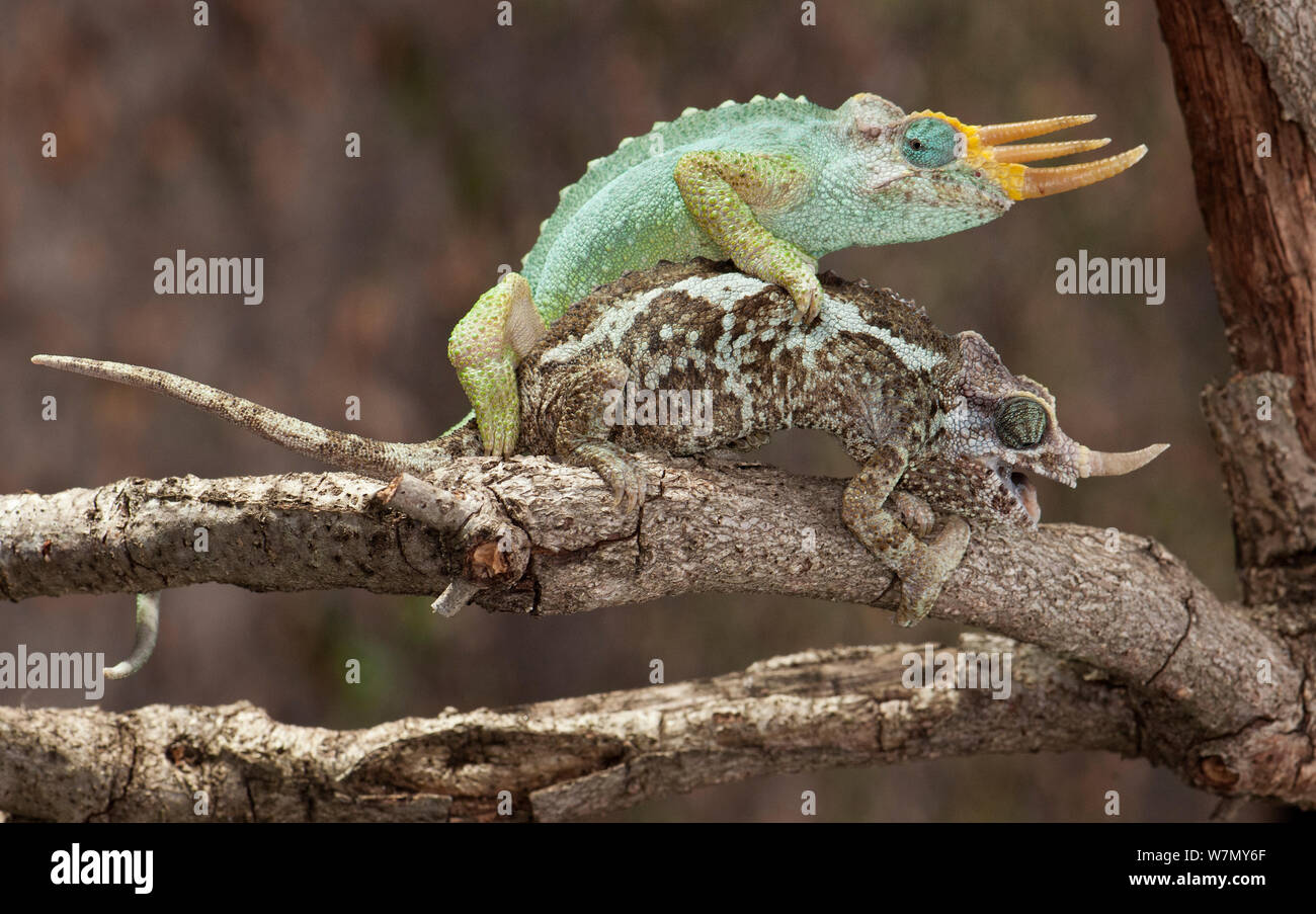 Dwarf Jackson's chameleon (Trioceros jacksonii, merumontanus) paire accouplée, captive de l'Afrique Banque D'Images