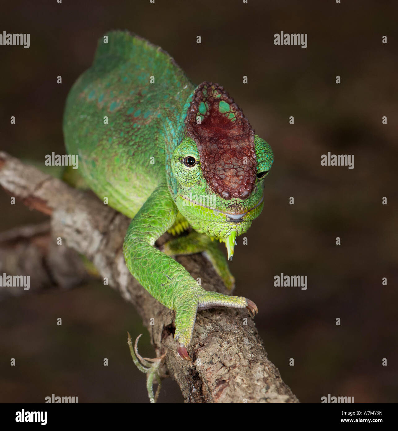 Quatre nord horned chameleon (Trioceros gracilior) quardicornis d'Afrique en captivité Banque D'Images