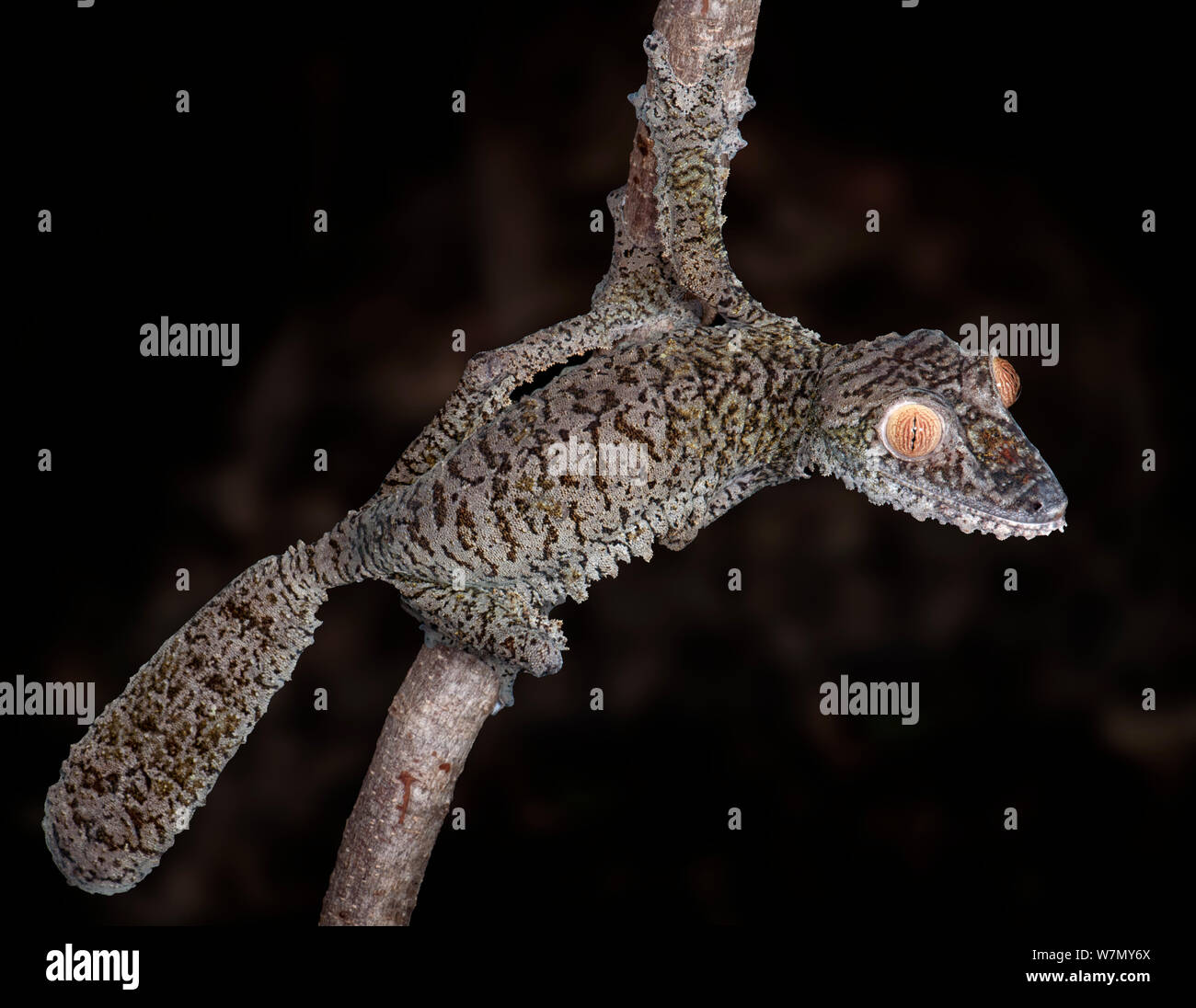 Le gecko à queue de feuille (Uroplatus fimbriatus), captif de Madagascar Banque D'Images