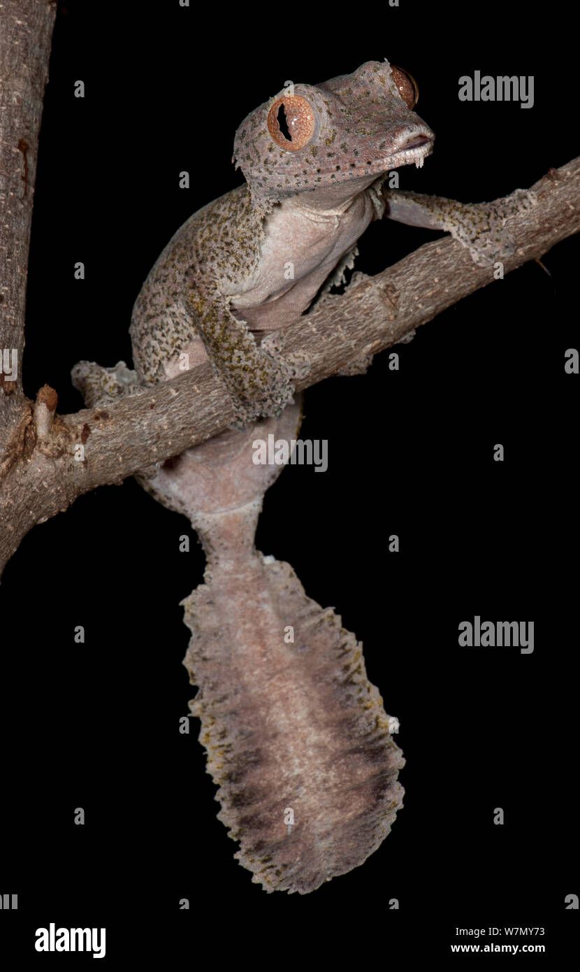 Le gecko à queue de feuille (Uroplatus henkeli x l'Uroplatus sikorae) espèces hybrides, en captivité, les deux espèces parentes de Madagascar Banque D'Images