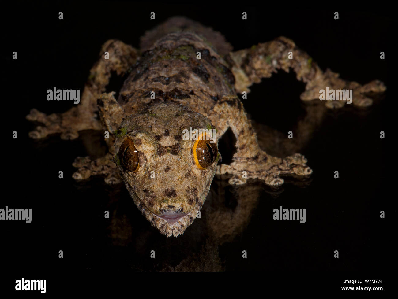 Le gecko à queue de feuille (Uroplatus sameiti), captive, de Madagascar Banque D'Images
