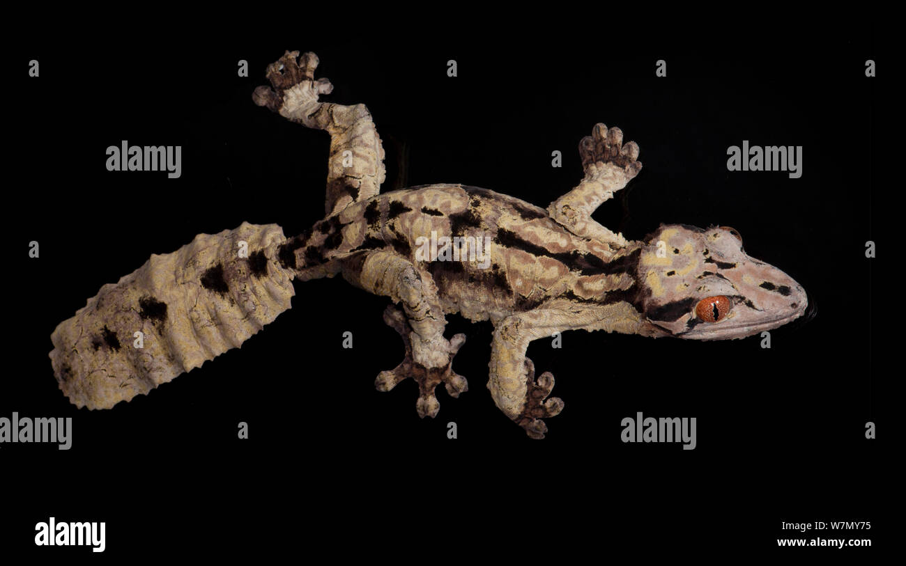 Henkel's queue de feuille, Uroplatus henkeli gecko (en captivité), de Madagascar Banque D'Images