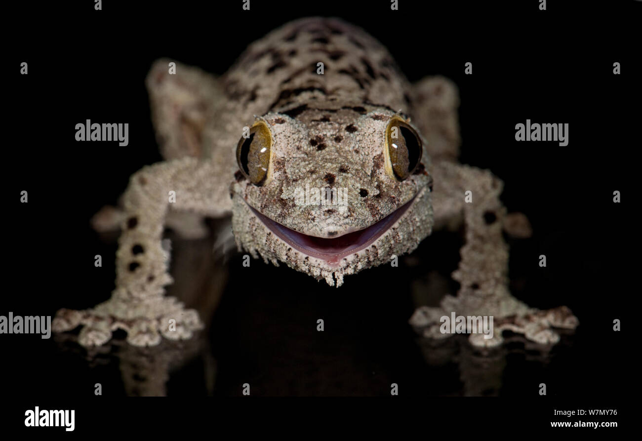 Mossy gecko à queue de feuille, Uroplatus sikorae) (à partir de Madagascar en captivité Banque D'Images