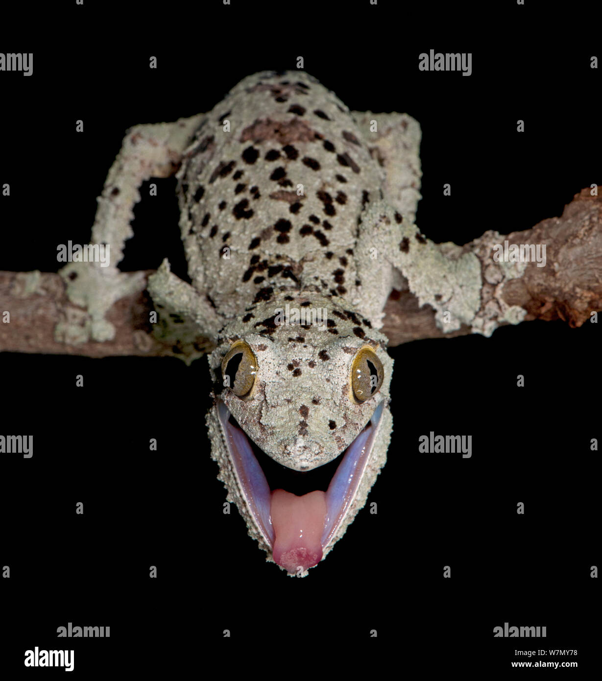 Mossy gecko à queue de feuille, Uroplatus sikorae) (à partir de Madagascar en captivité Banque D'Images