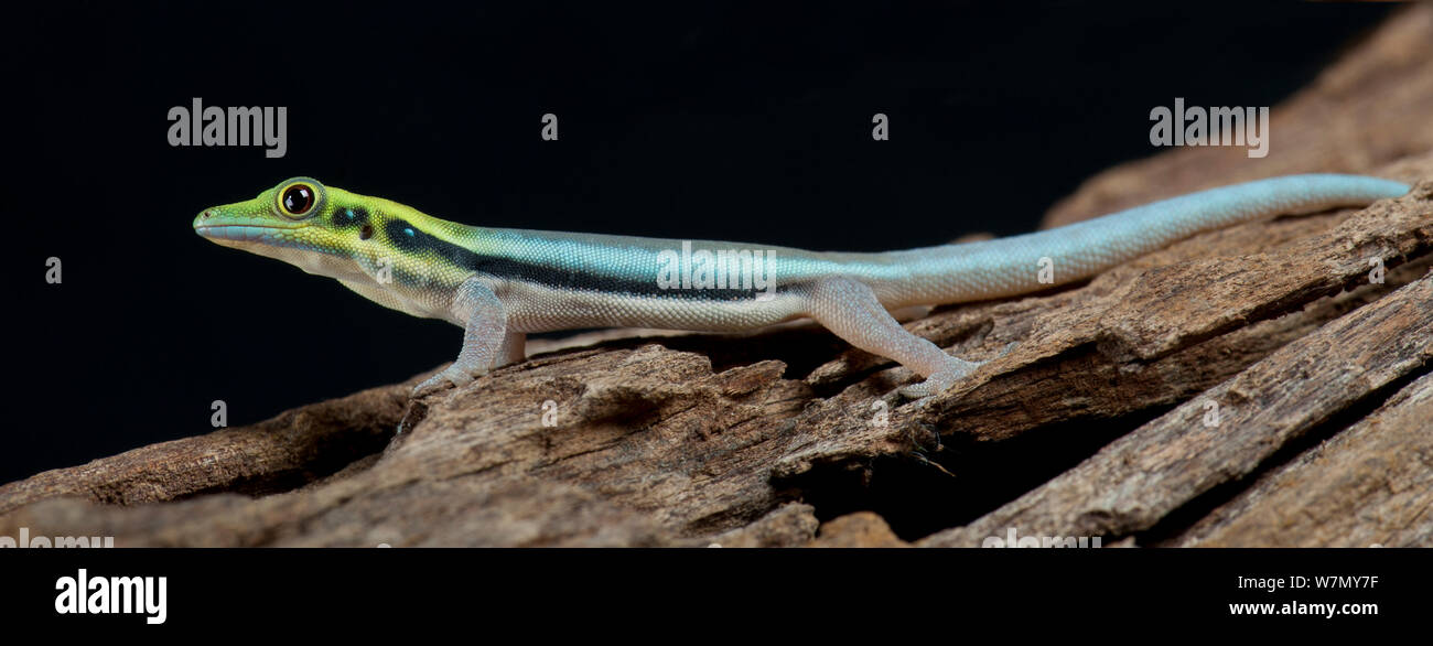 Tête Jaune (Gecko Phelsuma klemmeri jour captif) de Madagascar, des espèces menacées Banque D'Images