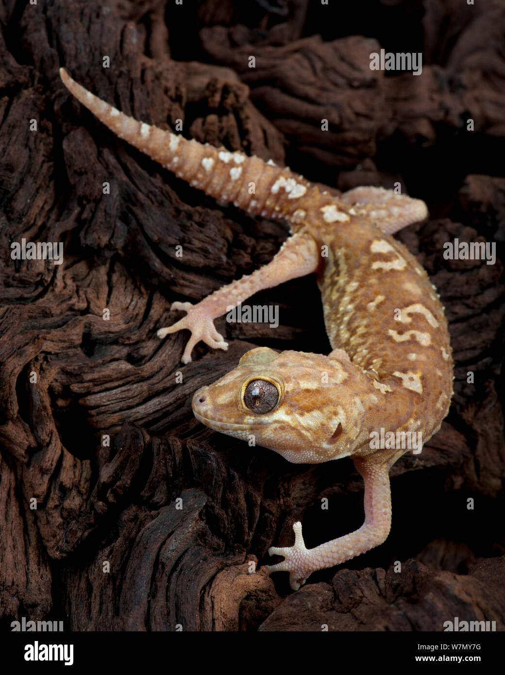 Madagascar gecko terrestre / Big dirigé(Paroedura pictus) gecko, captive de Madagascar Banque D'Images