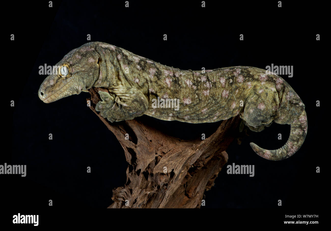 Leach's / néo-calédonien (Rhacodactylus leachianus Gecko en captivité) de Nouvelle Calédonie Banque D'Images