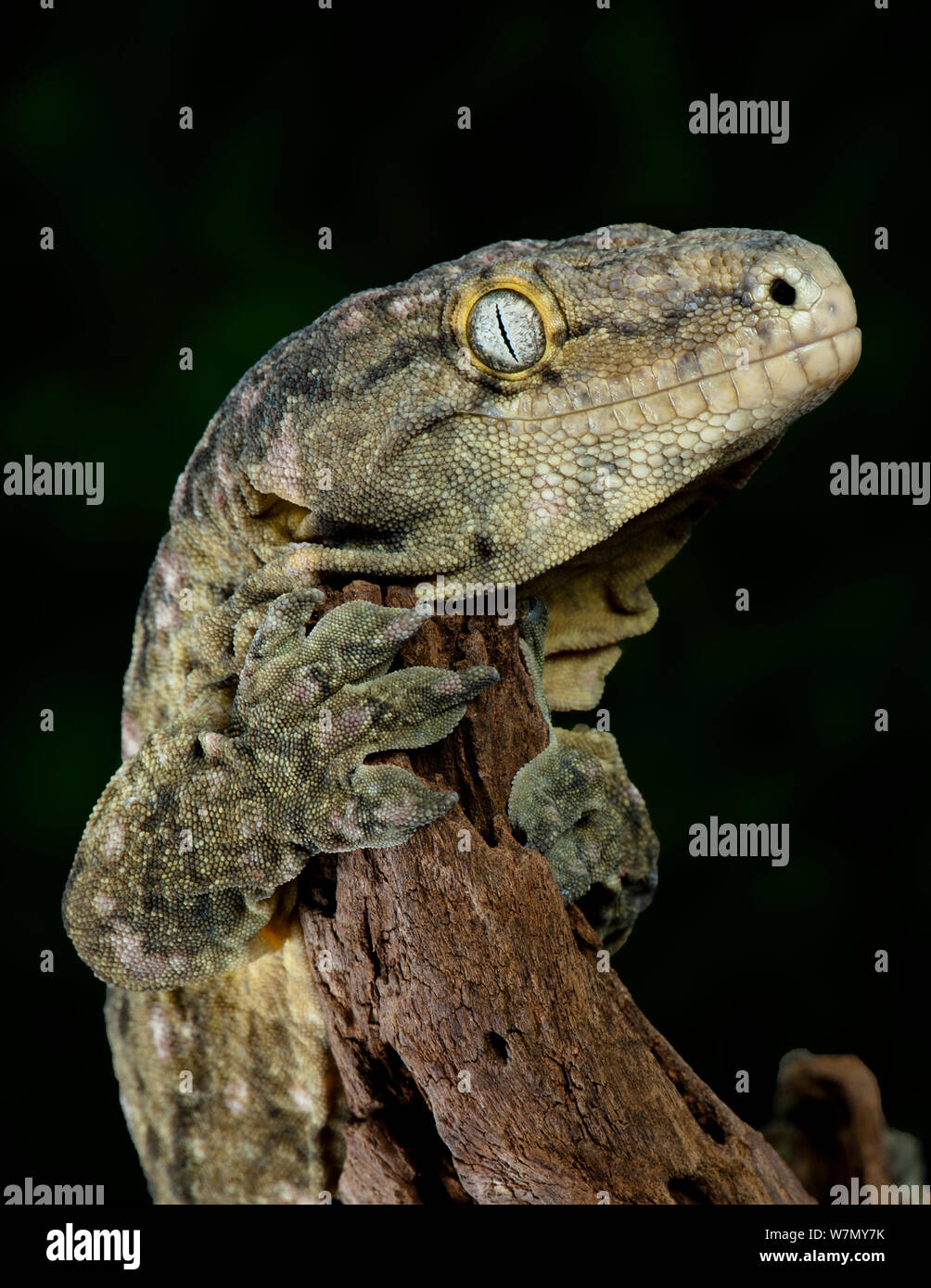 Leach's / néo-calédonien (Rhacodactylus leachianus Gecko en captivité) de Nouvelle Calédonie Banque D'Images