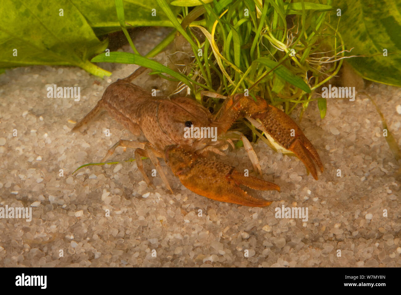 Kilbyi Procamburus écrevisse (hachette) mouchetée phase, Bay, Florida, USA. Conditions contrôlées Banque D'Images