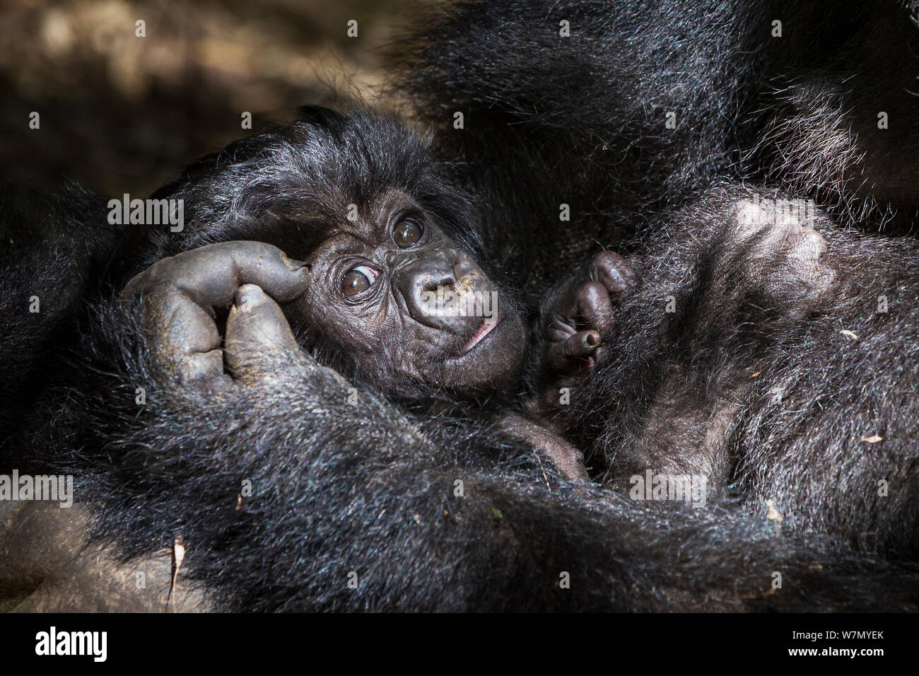 Gorille De Montagne Gorilla Beringei 4 Semaine Bebe Hirwa Group Le Parc National Des Volcans Rwanda D Une Altitude De 2610m Photo Stock Alamy