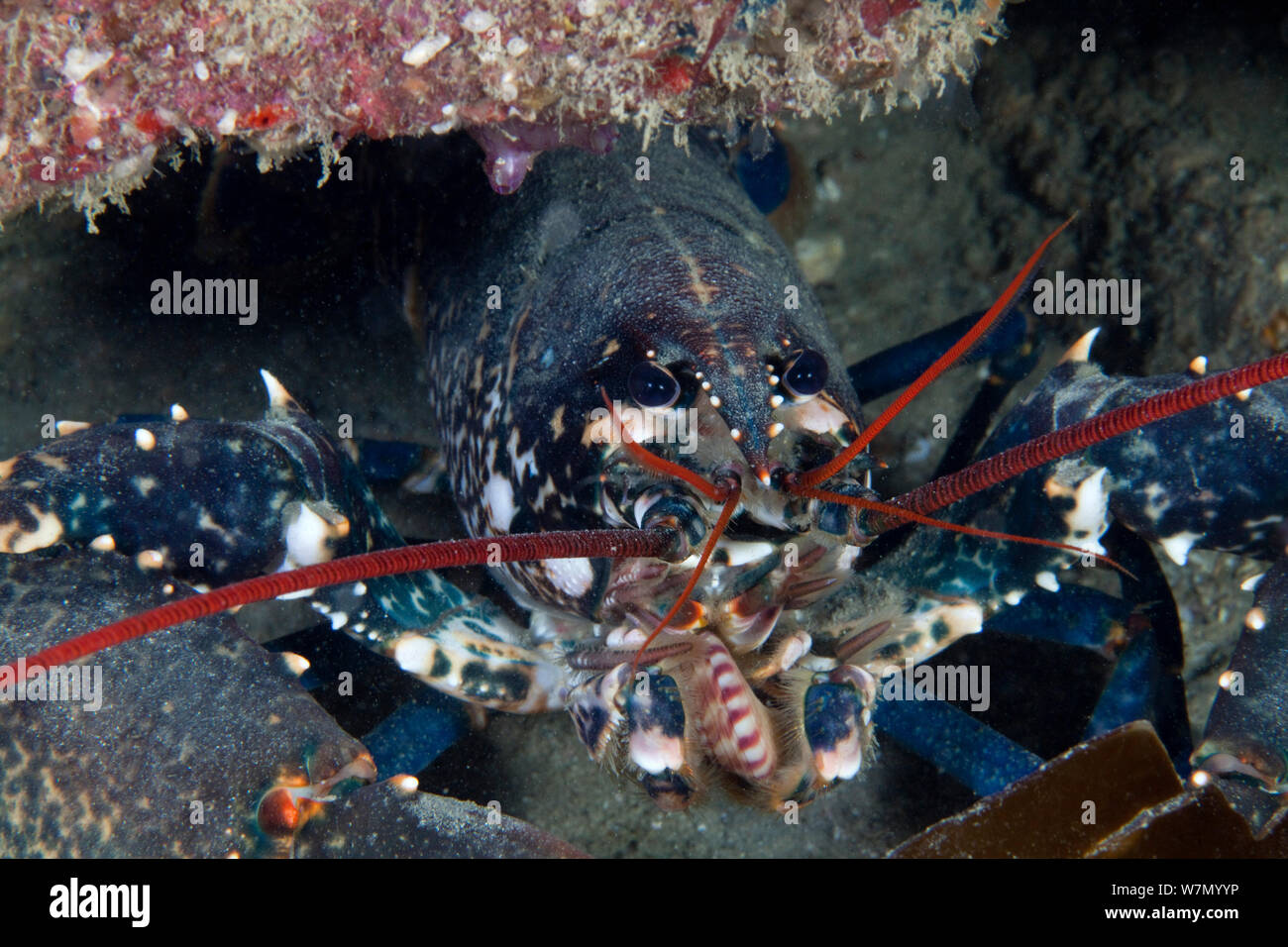 Chaîne anglaise de homard Banque de photographies et d’images à haute ...