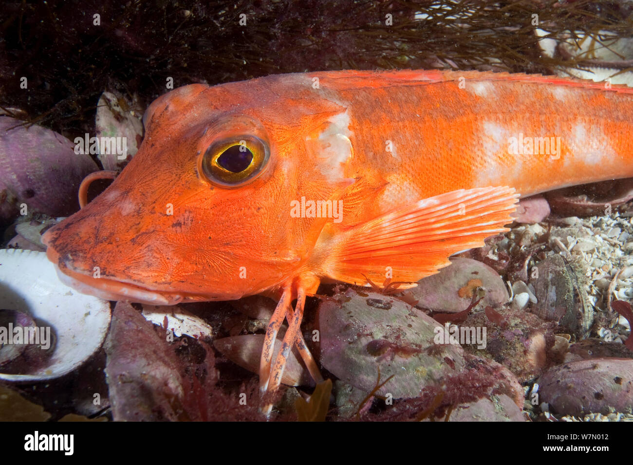 Le grondin rouge (Chelidonichthys / Aspitrigla cuculus) reposant sur le fond marin, Channel Islands, Royaume-Uni, Août Banque D'Images