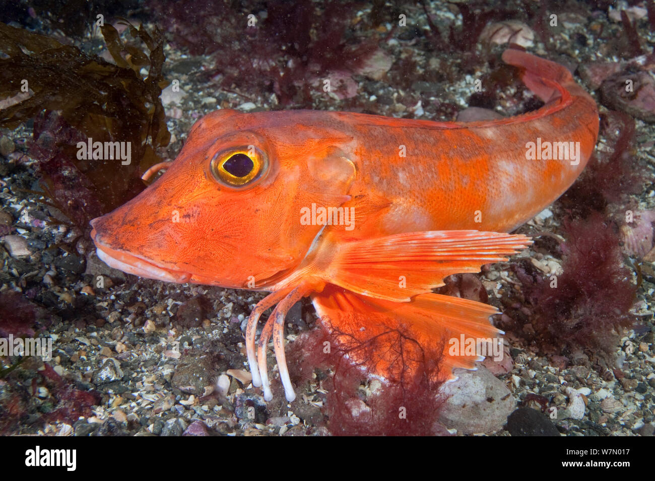 Le grondin rouge (Chelidonichthys / Aspitrigla cuculus) reposant sur le fond marin, Channel Islands, Royaume-Uni, Août Banque D'Images