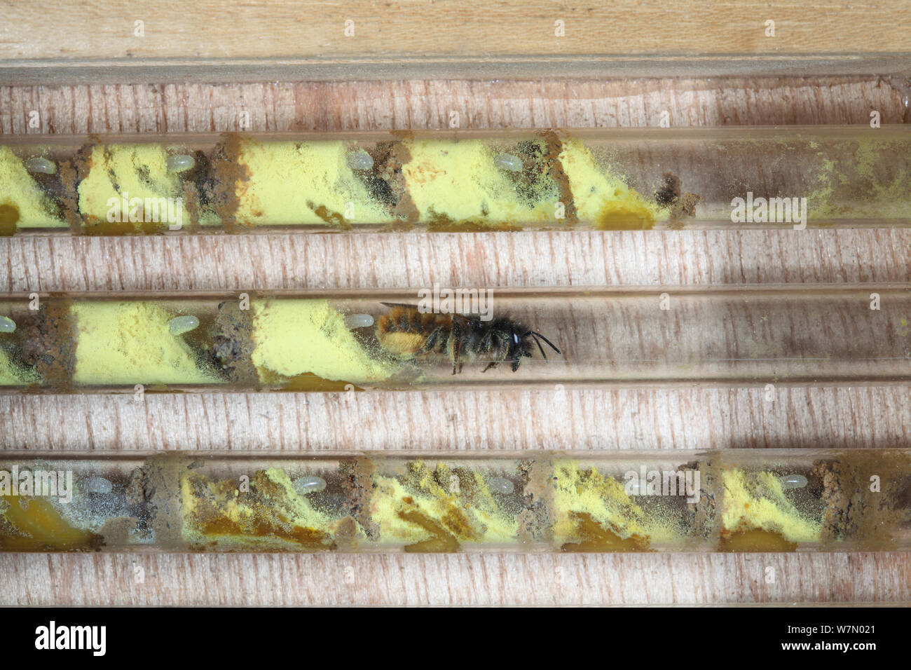 Abeille maçonne rouge (Osmia rufa) Femme portant sur des oeufs en mélange de pollen nectar / ovule d'abeilles nichoir artificiel, Surrey, UK, avril Banque D'Images
