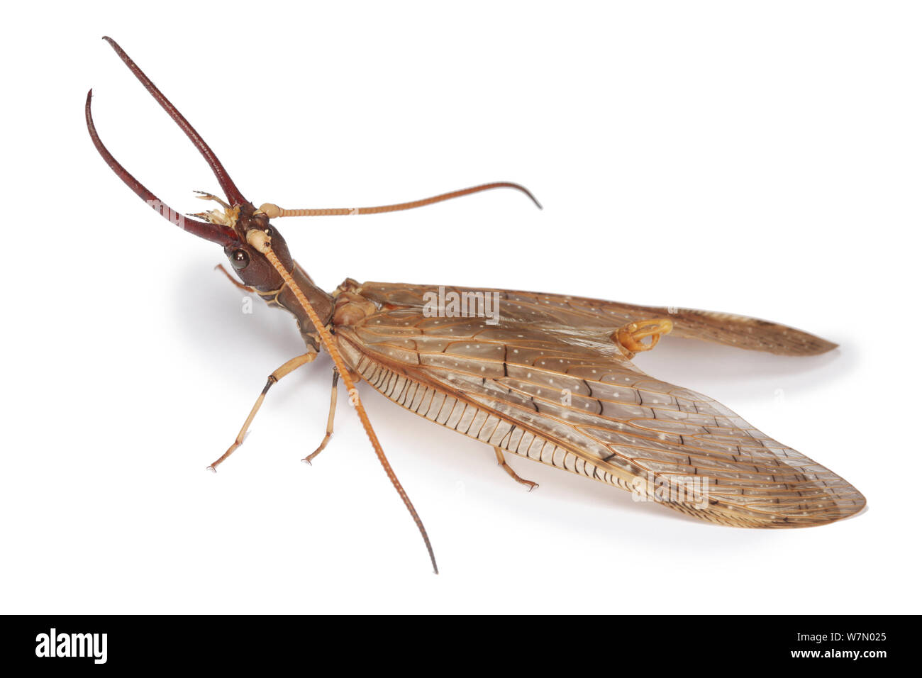Dobsonfly (Corydalus luteus) masculin, du Costa Rica Banque D'Images
