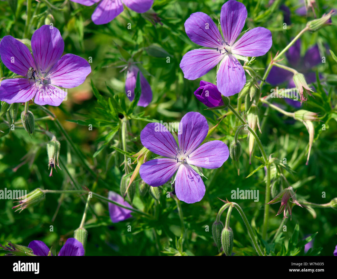Geranium 'Nimbus' Banque D'Images