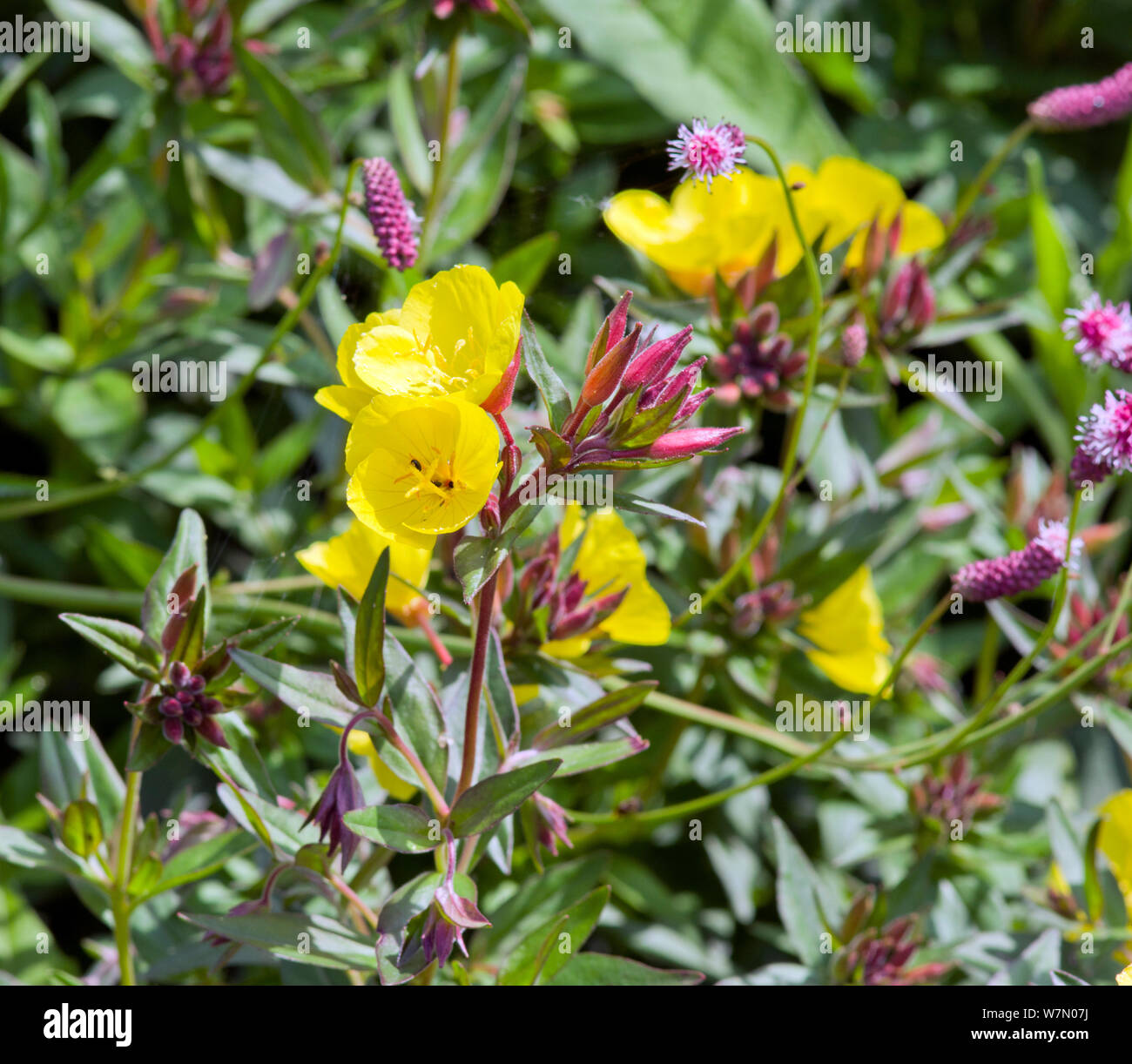 Oenothera Muricata Banque D'Images