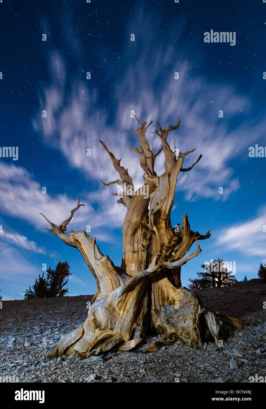 Ancienne noueux Bristlecone Pine (Pinus longaeva) éclairé par la pleine lune et la lumière des étoiles, Montagnes Blanches, Patriarche de l'Inyo National Forest Grove, California, USA Banque D'Images