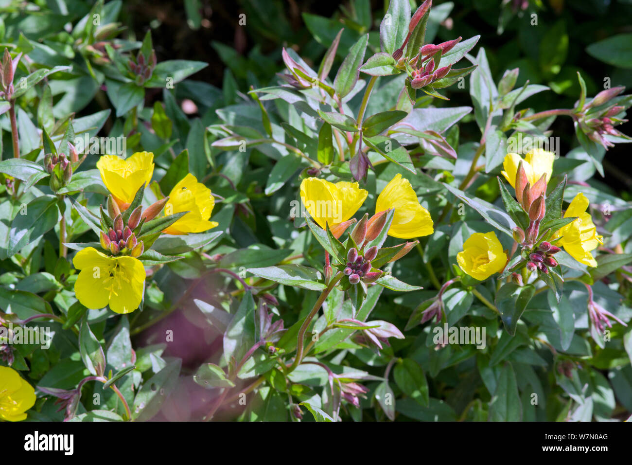 Oenothera Muricata Banque D'Images