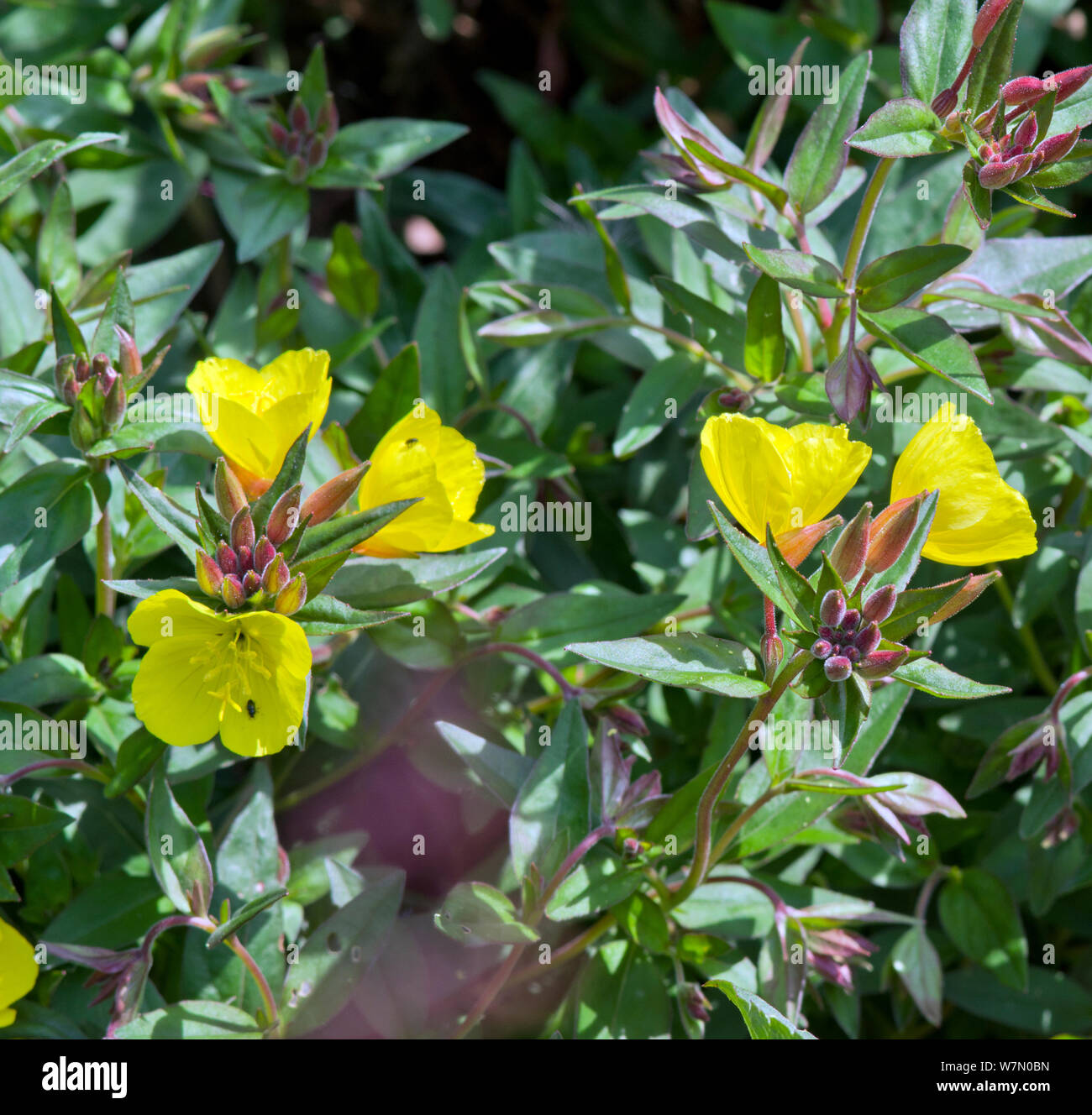 Oenothera Muricata Banque D'Images