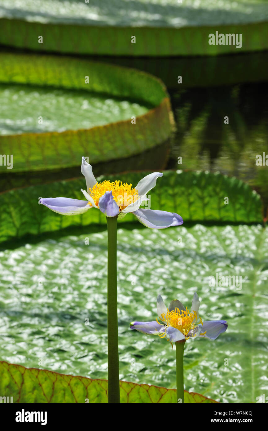 Australian Water Lily (Nymphaea gigantea) fleurs avec Royal water lily (Victoria Amazonica / Victoria regia) pads à l'arrière-plan, Jardin Botanique National de Belgique, mai Banque D'Images