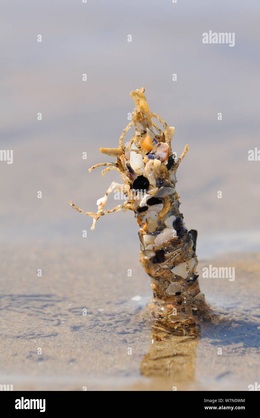 Vue rapprochée de mason Sable Lanice conchilega (ver) du tube à franges renforcé avec du sable et des fragments de coquilles exposés sur une marée basse sur une plage de la côte de Rhossili, la péninsule de Gower, au Royaume-Uni, en juillet. Banque D'Images